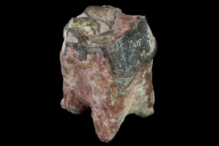 Fossil Running Rhino (Hyracodon) Molar - South Dakota #160937